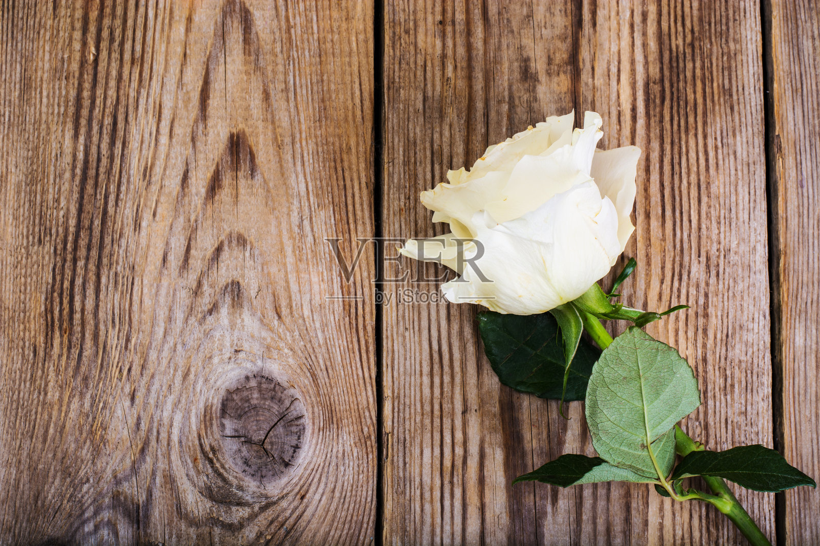 一朵不新鲜的白玫瑰照片摄影图片