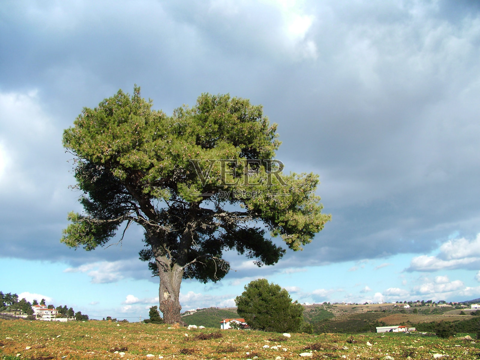 孤独的松树照片摄影图片