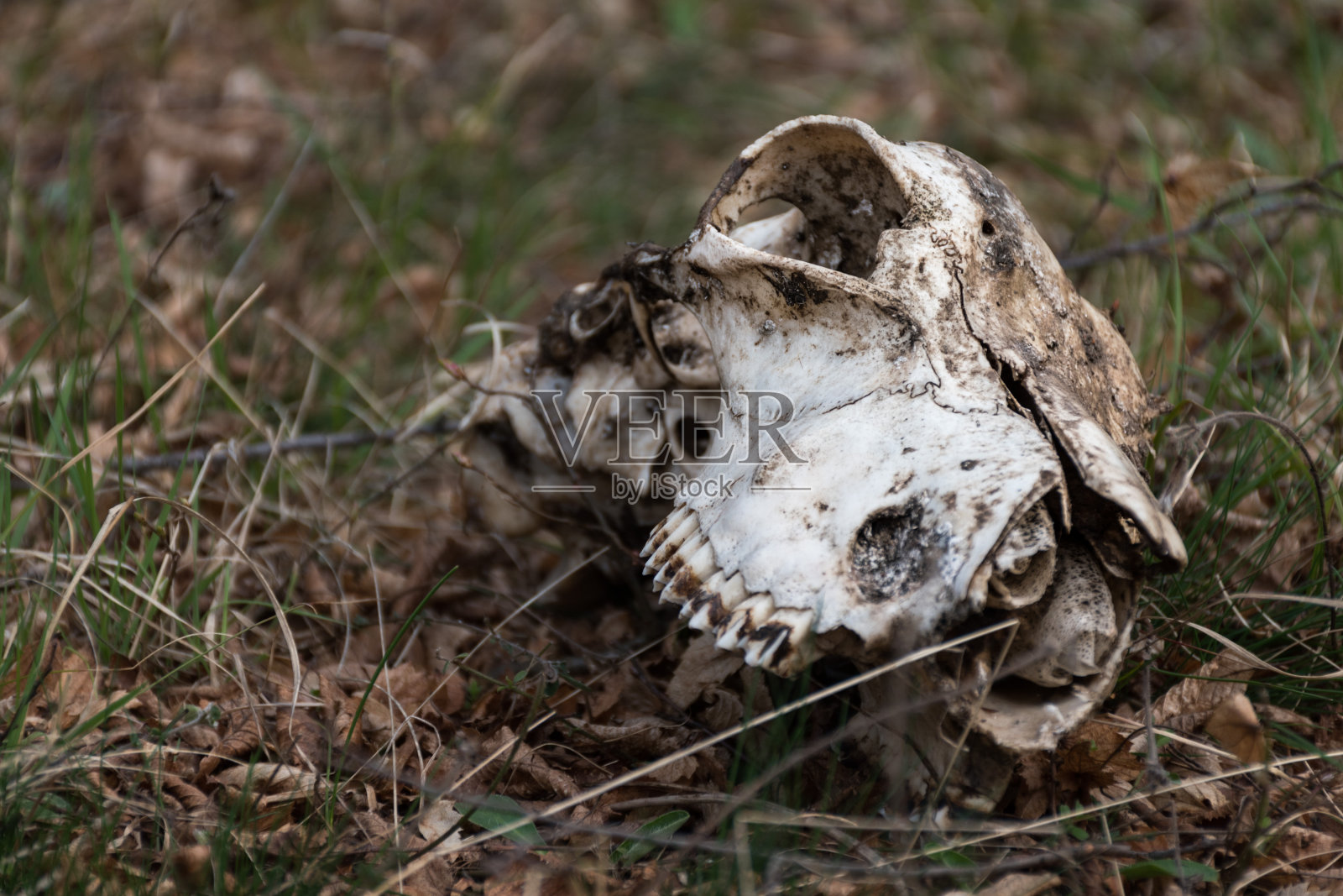 动物的头骨在草地上照片摄影图片