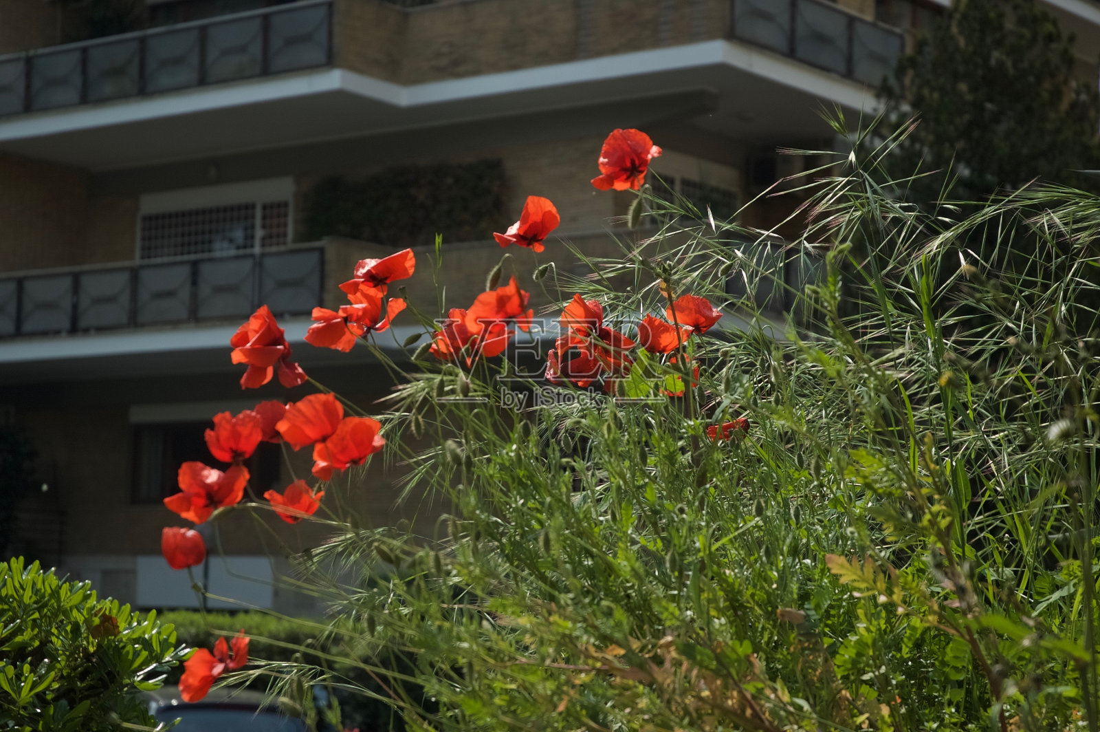 罂粟花照片摄影图片