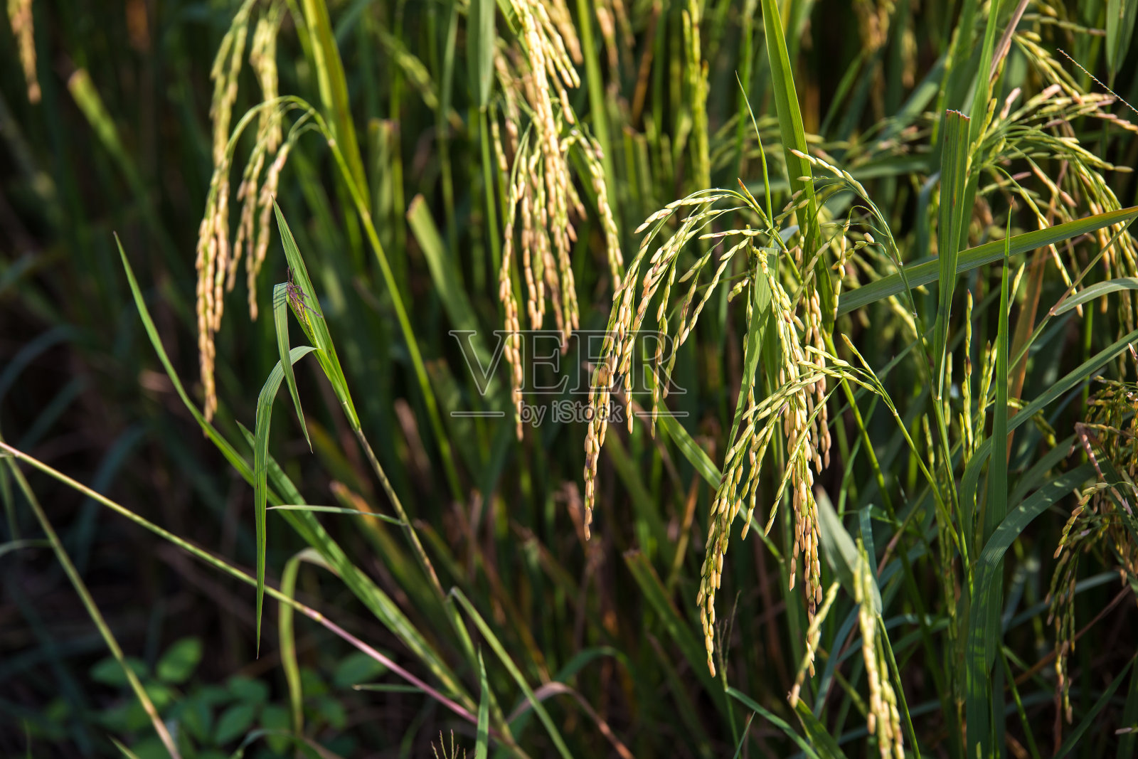 水稻在稻田里种植照片摄影图片
