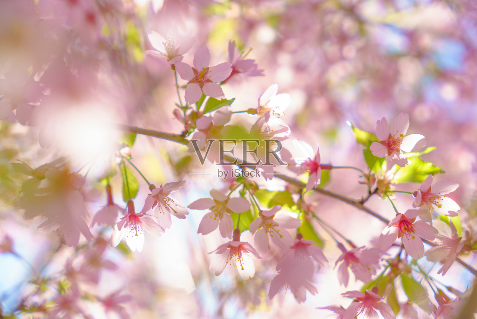 阳光下美丽的樱花照片摄影图片