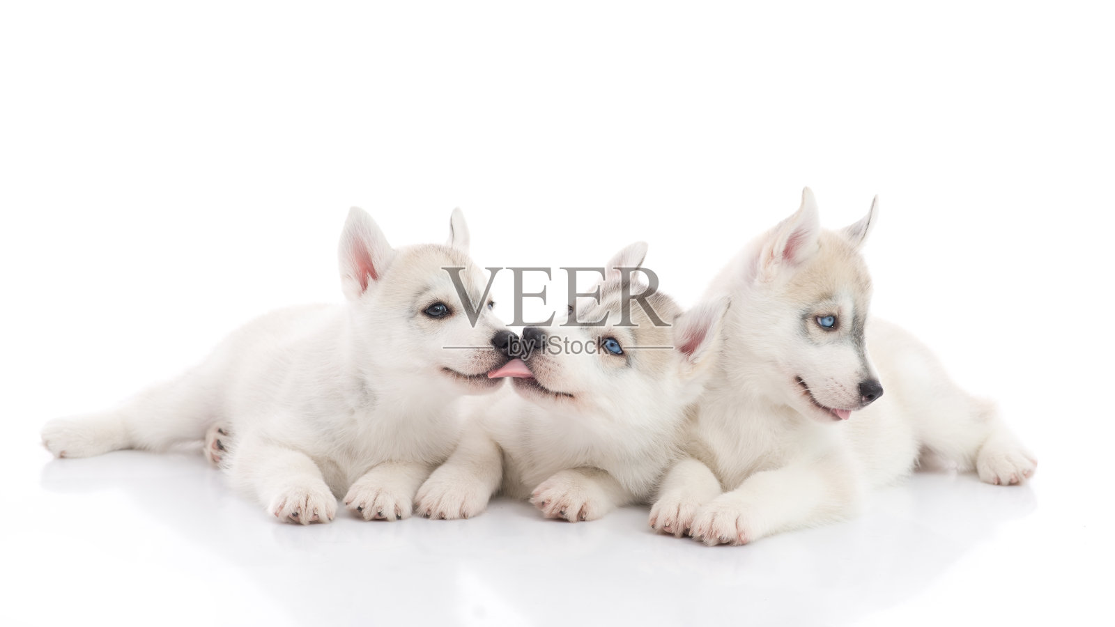 可爱的西伯利亚哈士奇小狗躺着照片摄影图片