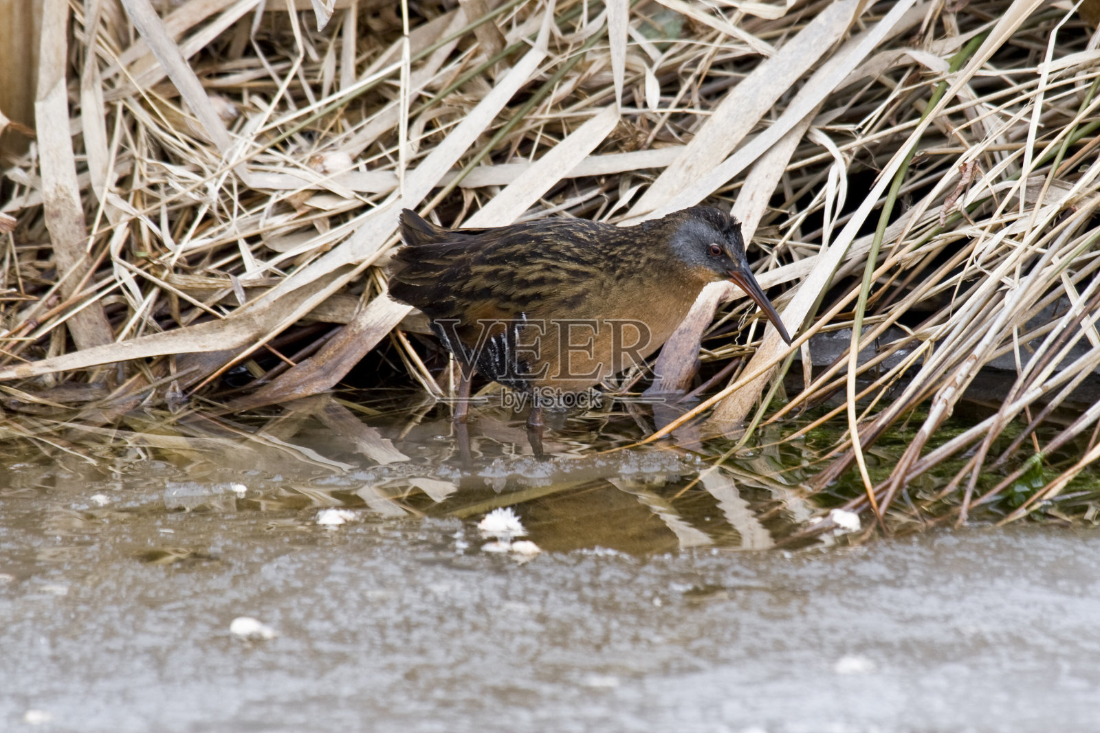 弗吉尼亚铁路(Rallus limicola)在冰冷的小溪中觅食照片摄影图片