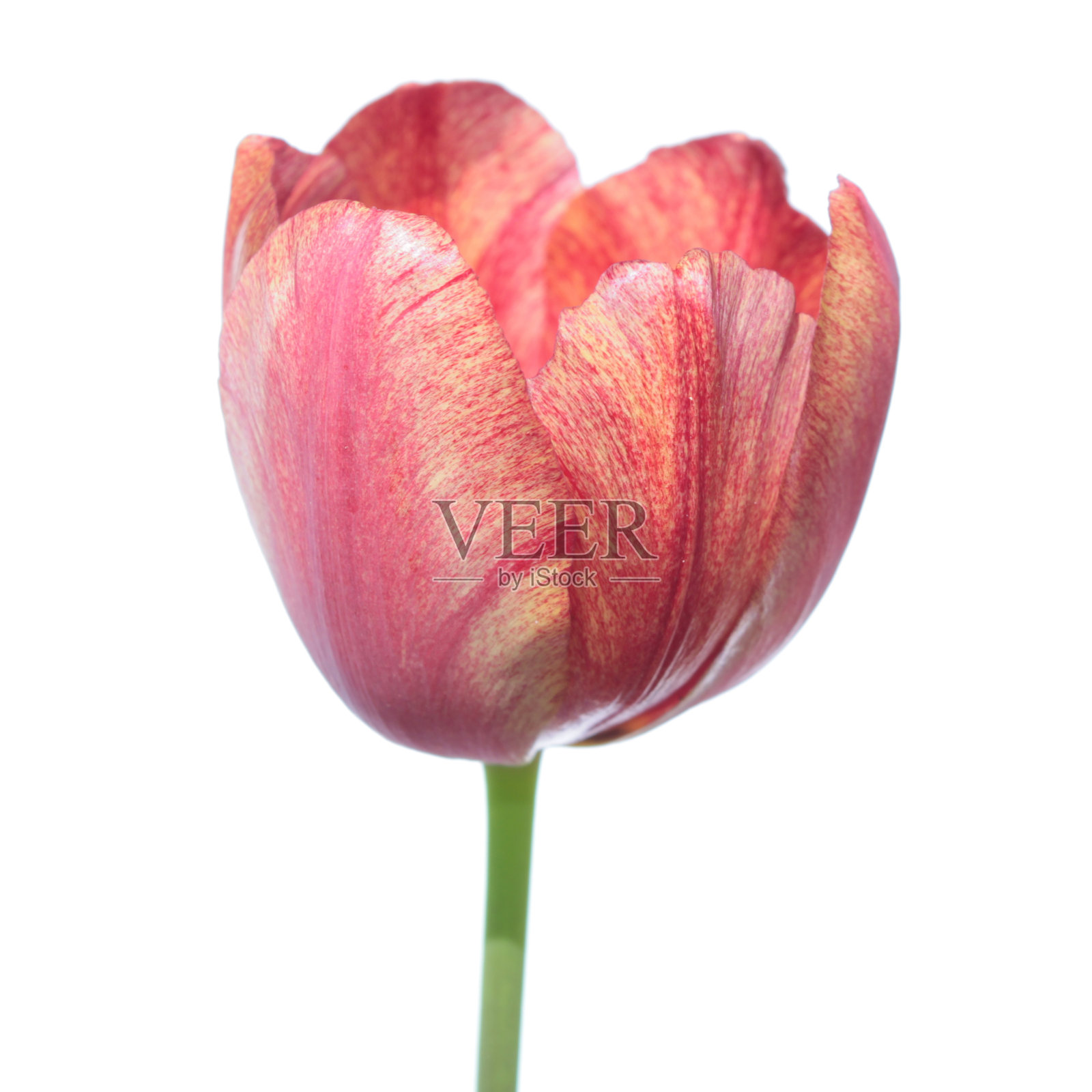 橙色的郁金香孤立在白色的背景照片摄影图片