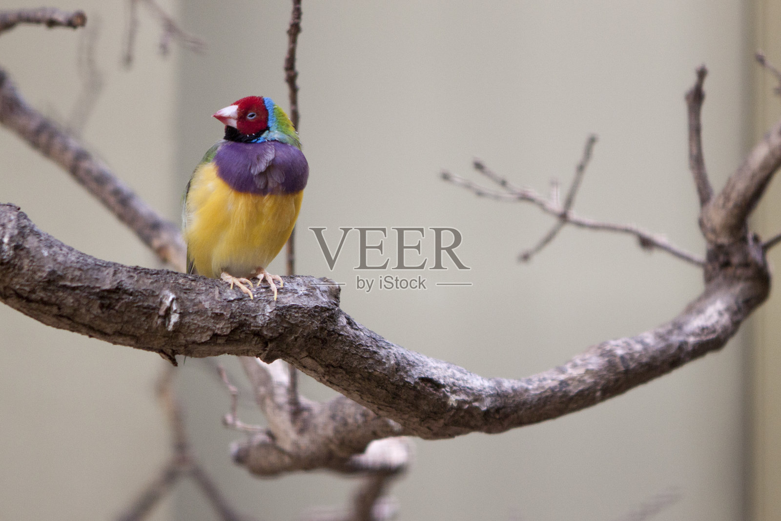 Gouldian雀照片摄影图片