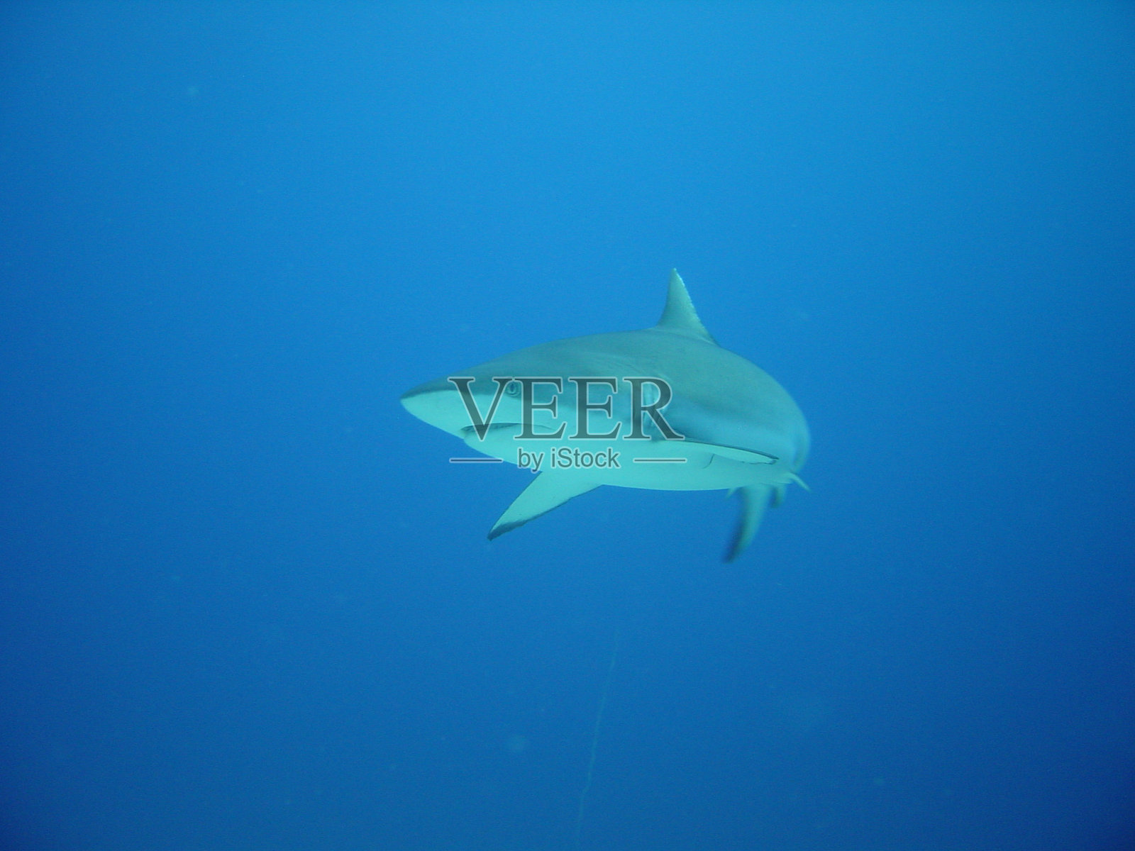 礁鲨照片摄影图片