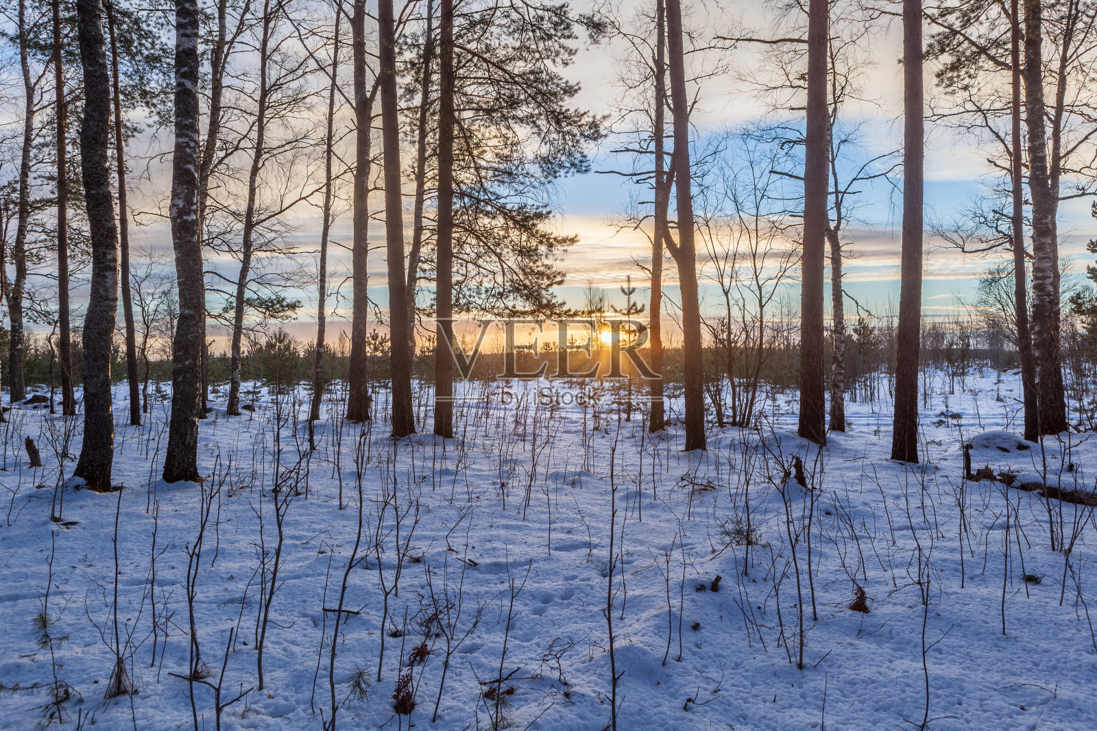 林中空地上的日落。冬天的风景照片摄影图片