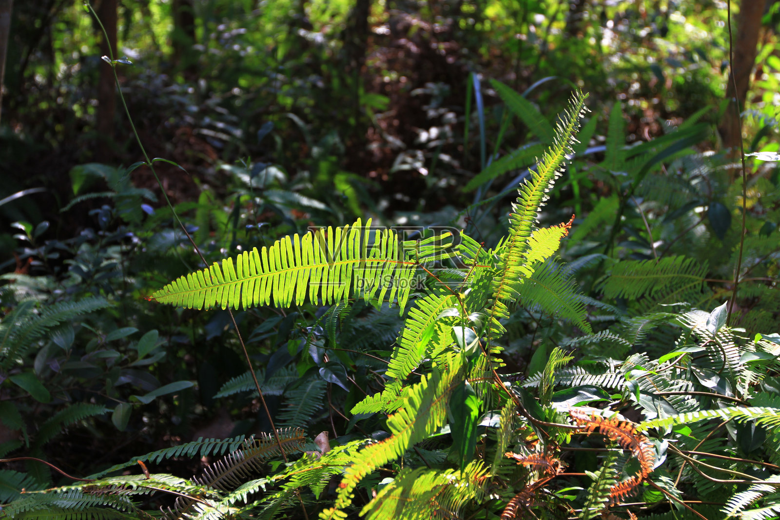 绿色的树叶照片摄影图片