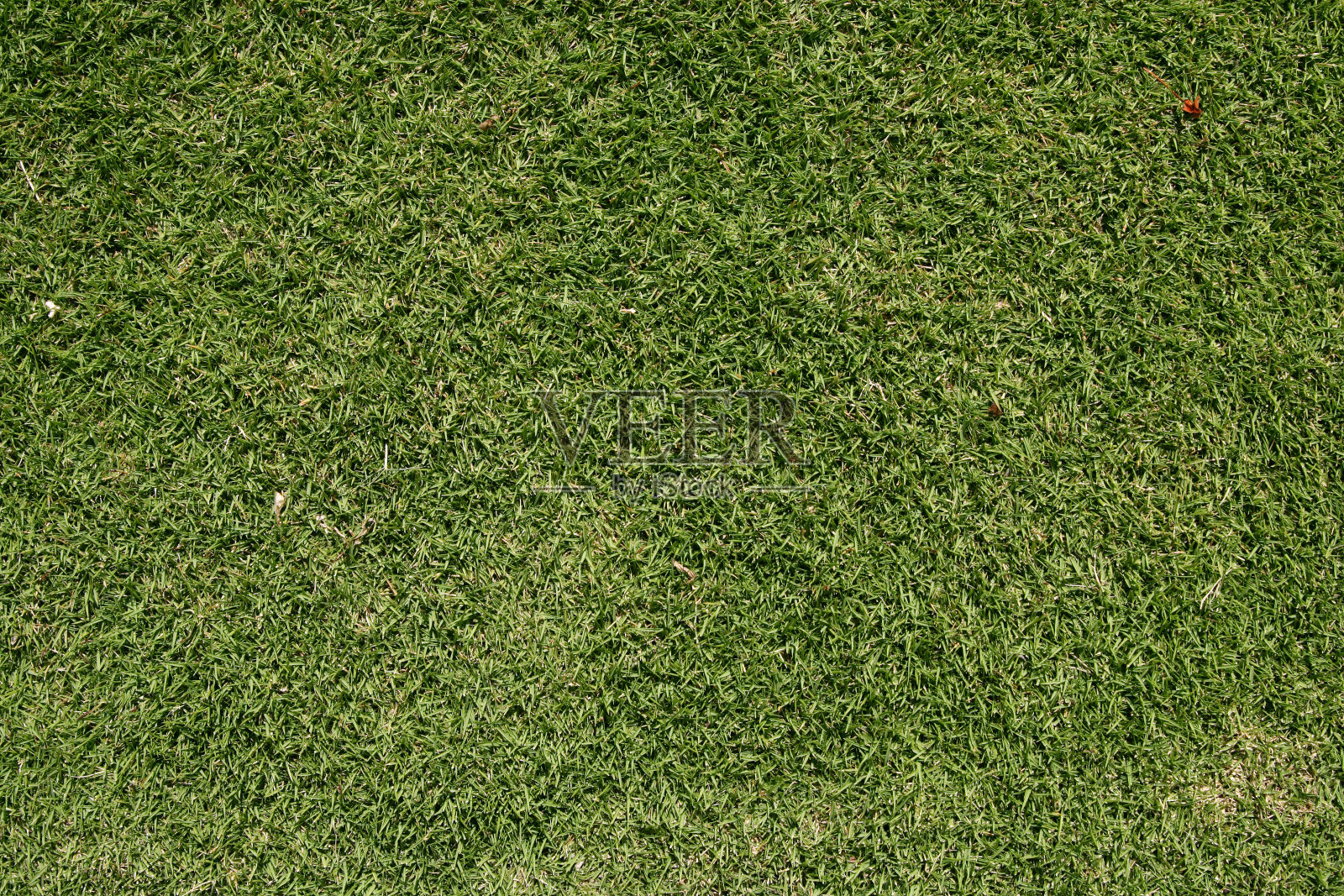 绿色高尔夫草坪照片摄影图片