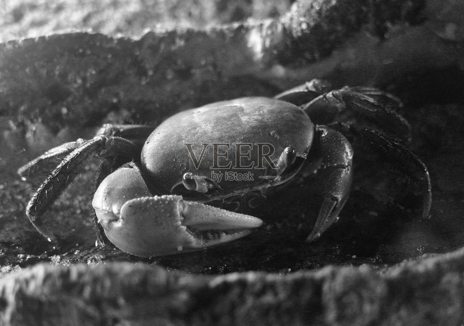 黑色和白色的螃蟹照片摄影图片