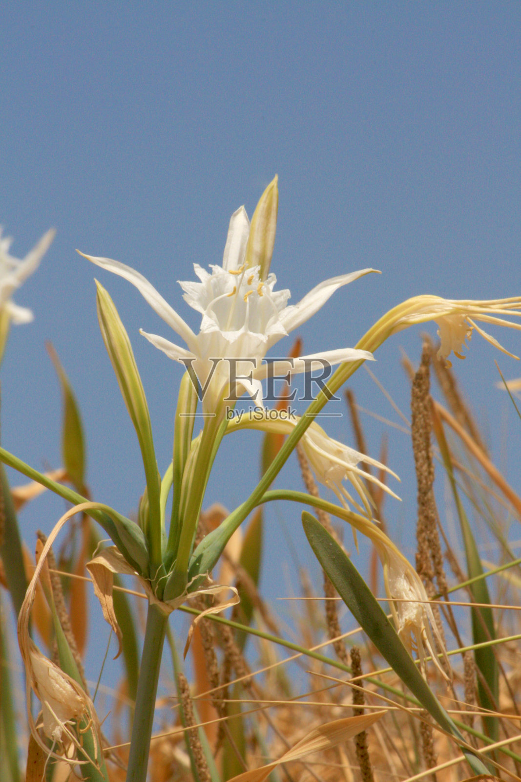 水仙花-水仙花照片摄影图片