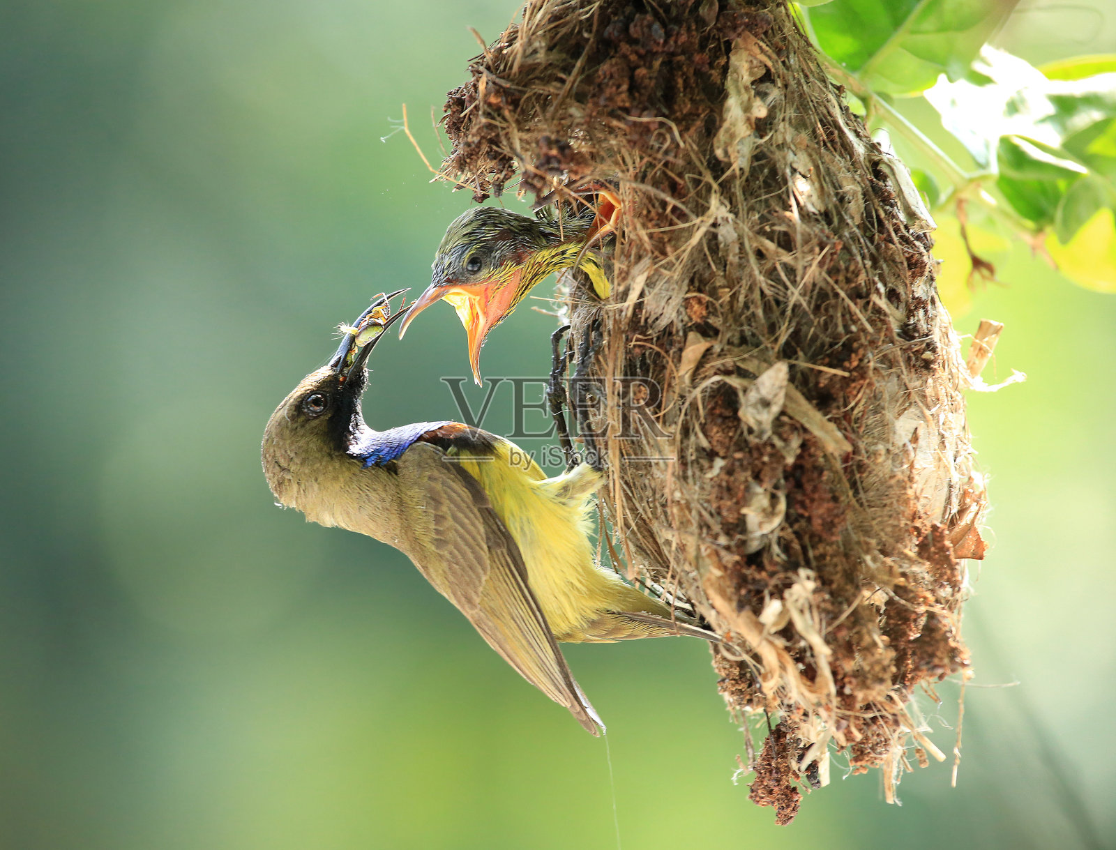 背橄榄太阳鸟家族照片摄影图片