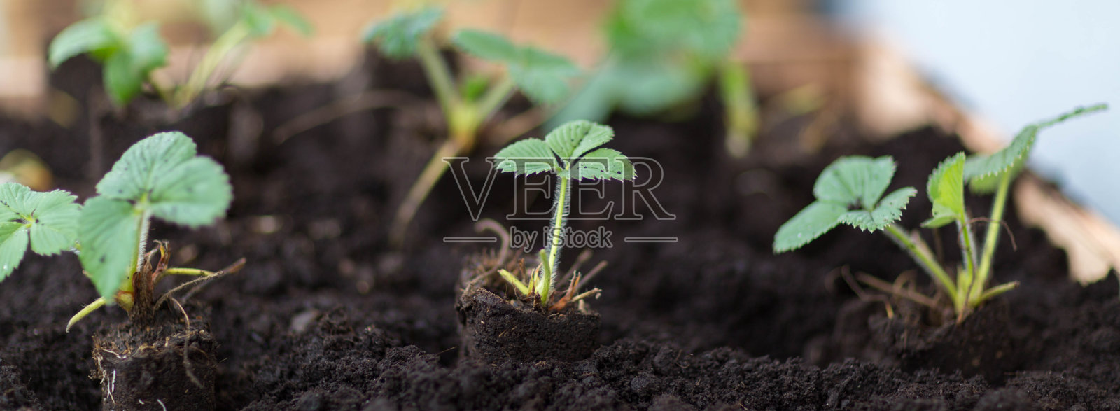 植物草莓照片摄影图片