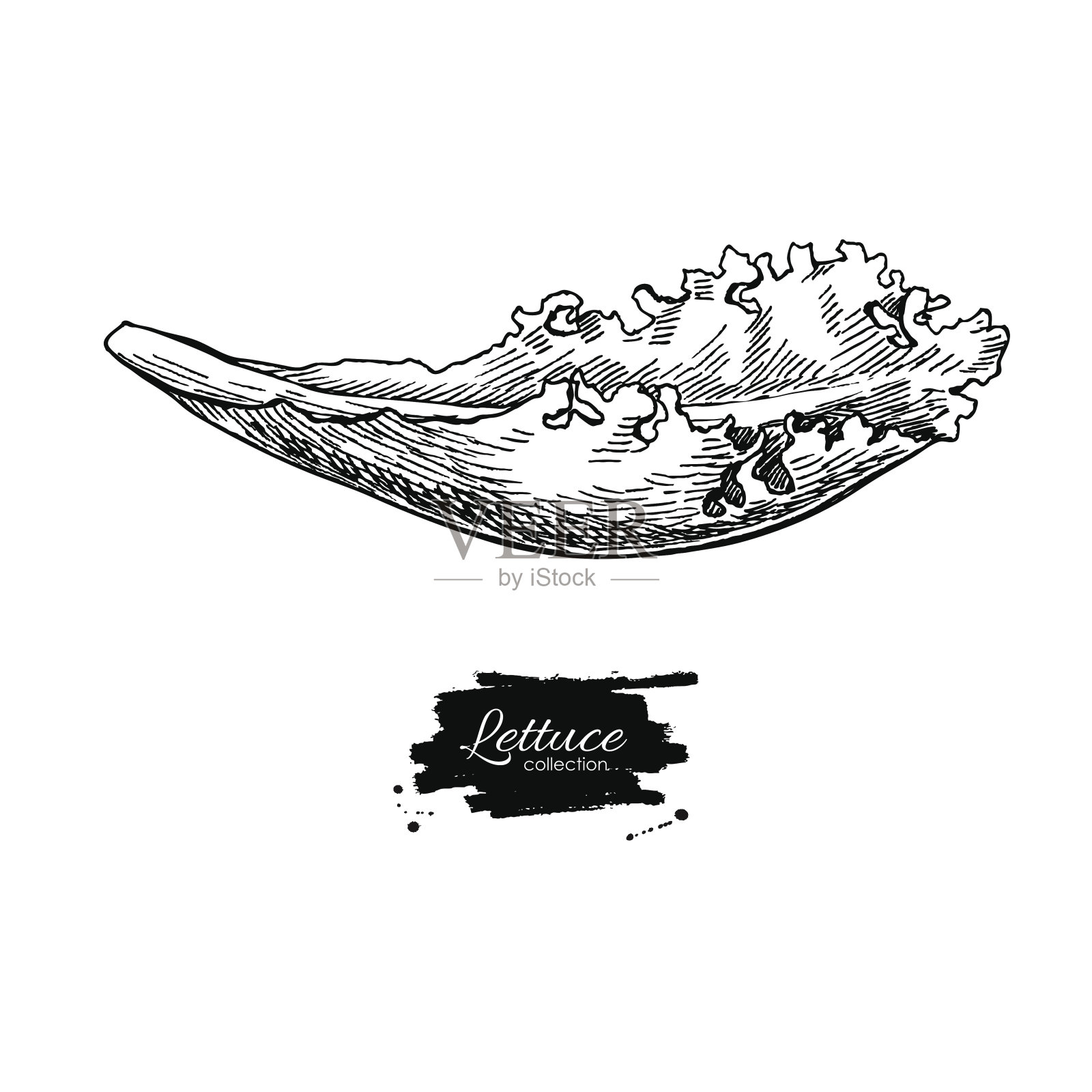 生菜手绘矢量。孤立雕刻风格的生菜沙拉插画图片素材