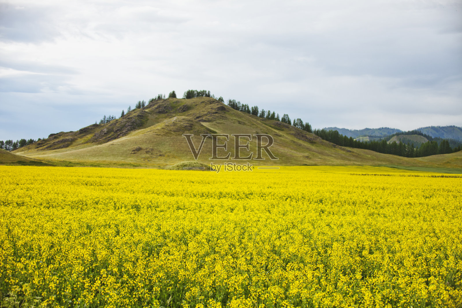 开花油菜籽。阿尔泰景观照片摄影图片