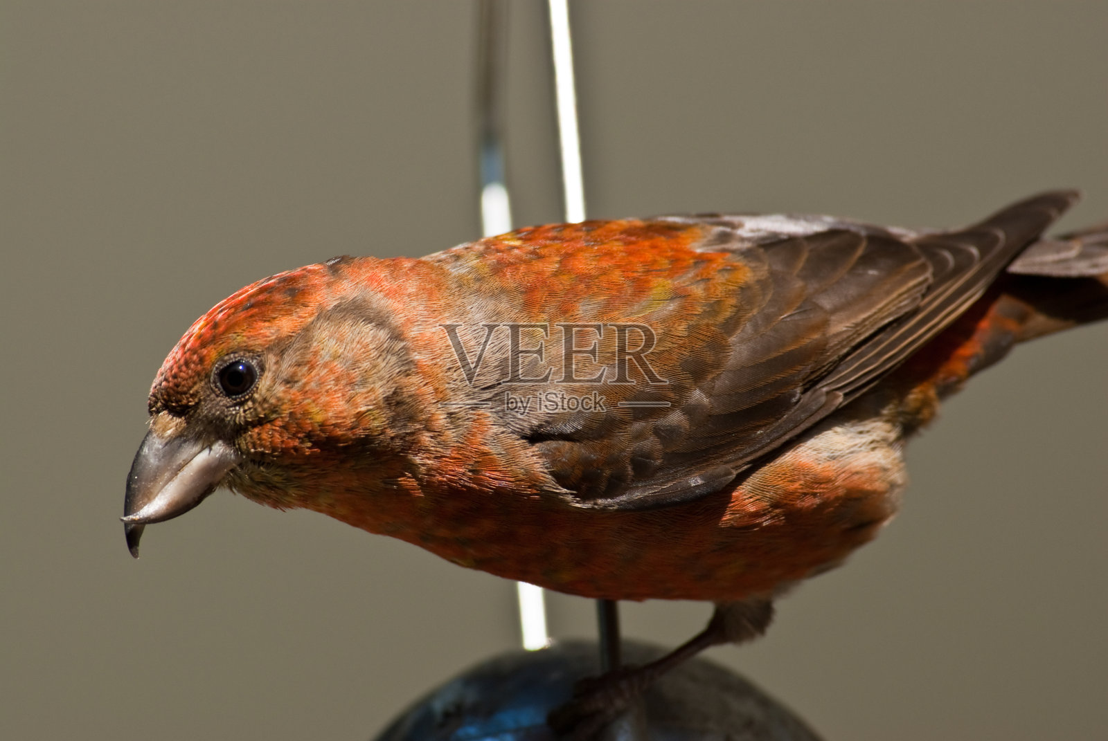 红十字鸟喙在鸟食器上照片摄影图片