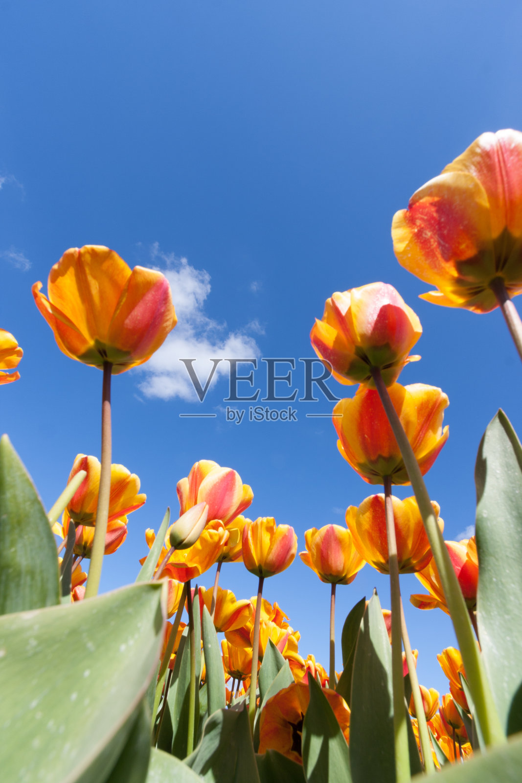 五颜六色的郁金香田照片摄影图片