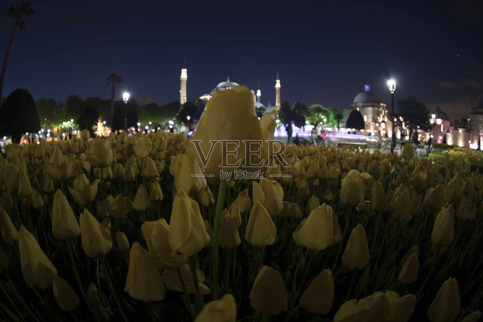 伊斯坦布尔苏丹艾哈迈德广场上的几何图案的郁金香地毯，上面是人。照片摄影图片