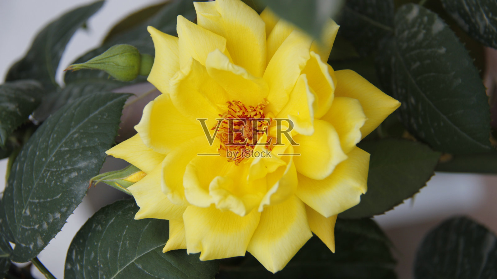 黄玫瑰照片摄影图片