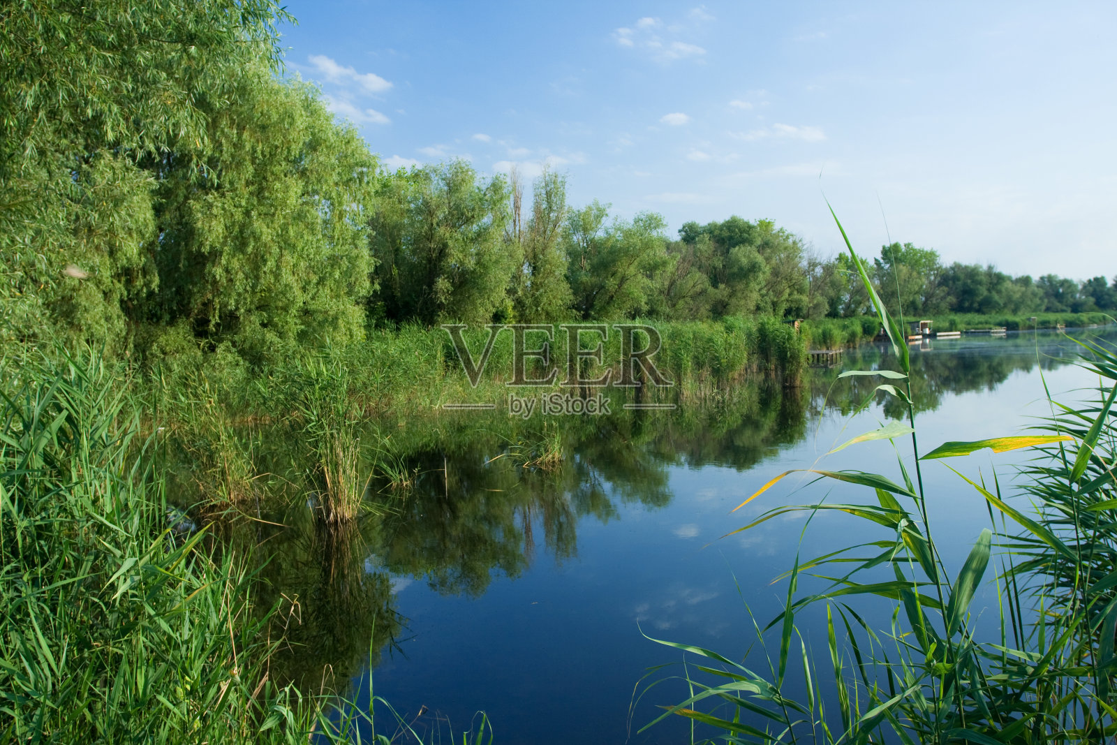 沼泽照片摄影图片