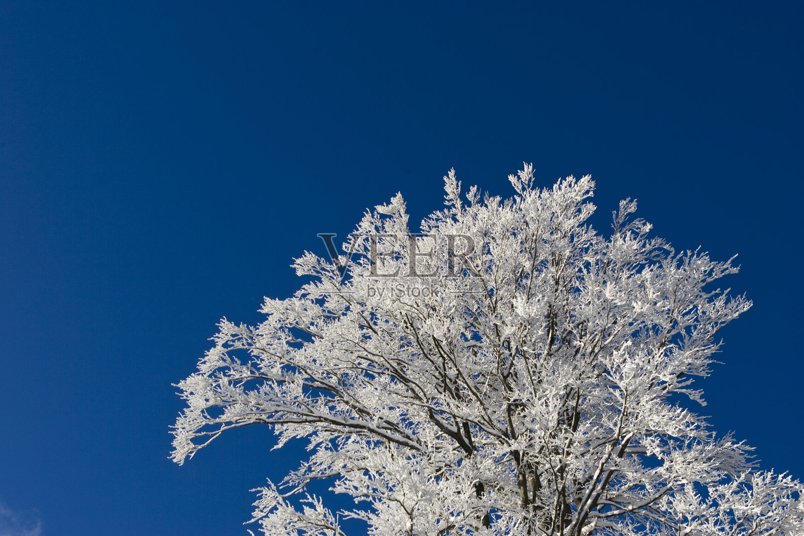 冬天的树照片摄影图片