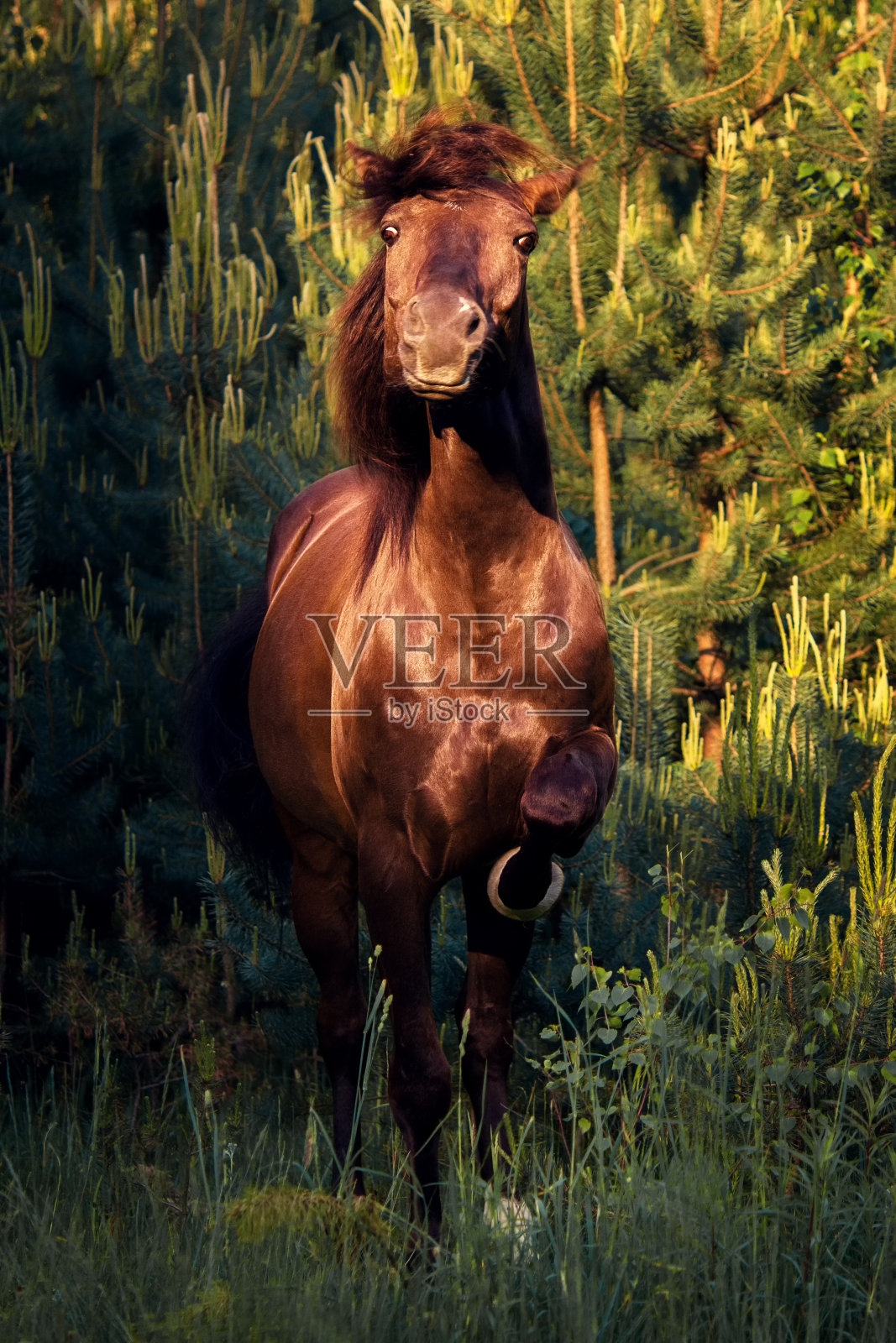 松树林里的一匹马的肖像照片摄影图片