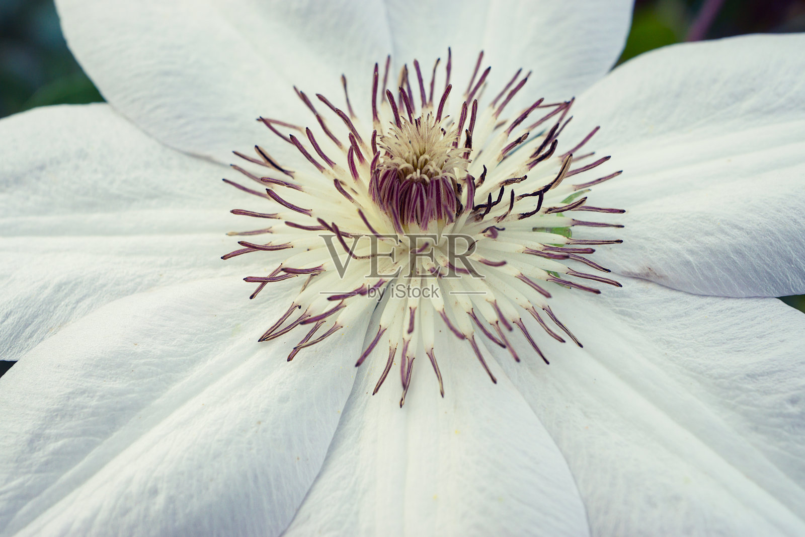 微距拍摄的白花照片摄影图片