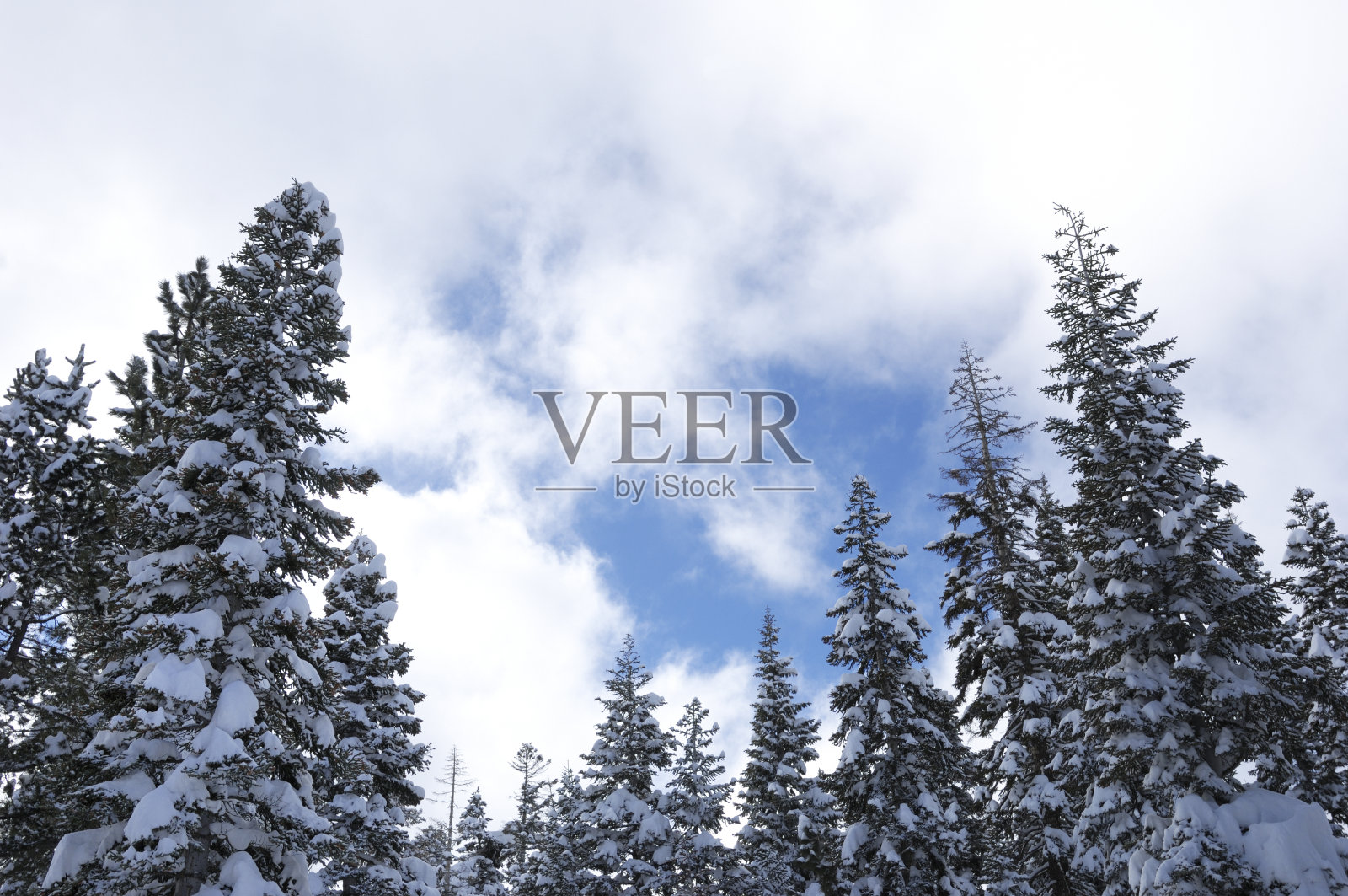 最近一场暴风雪后的松树照片摄影图片