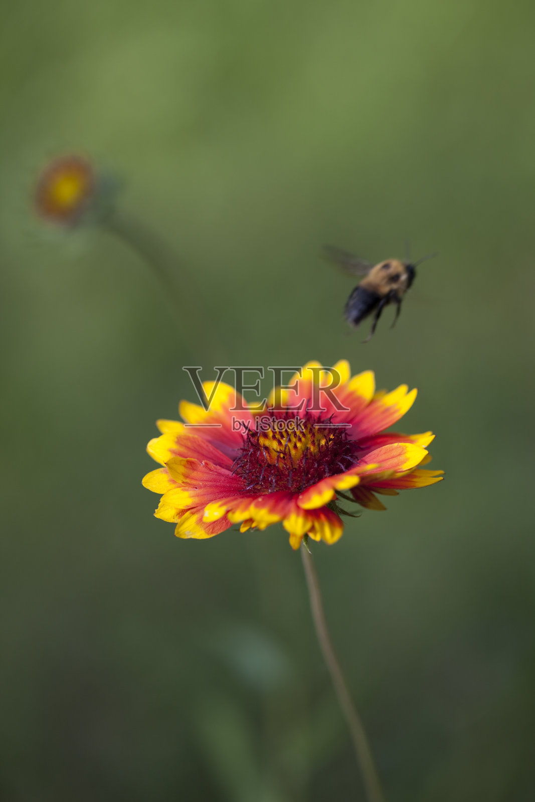 蜜蜂飞离红色和黄色的盖氏花照片摄影图片