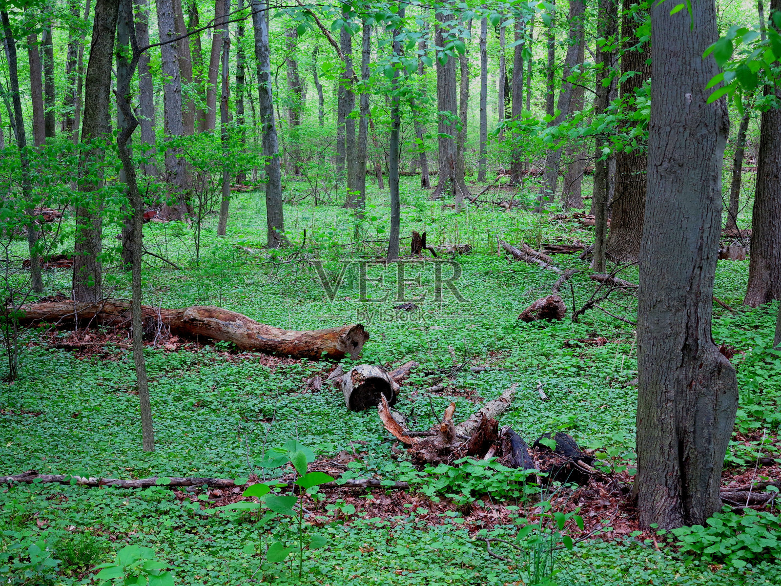 深绿色森林照片摄影图片