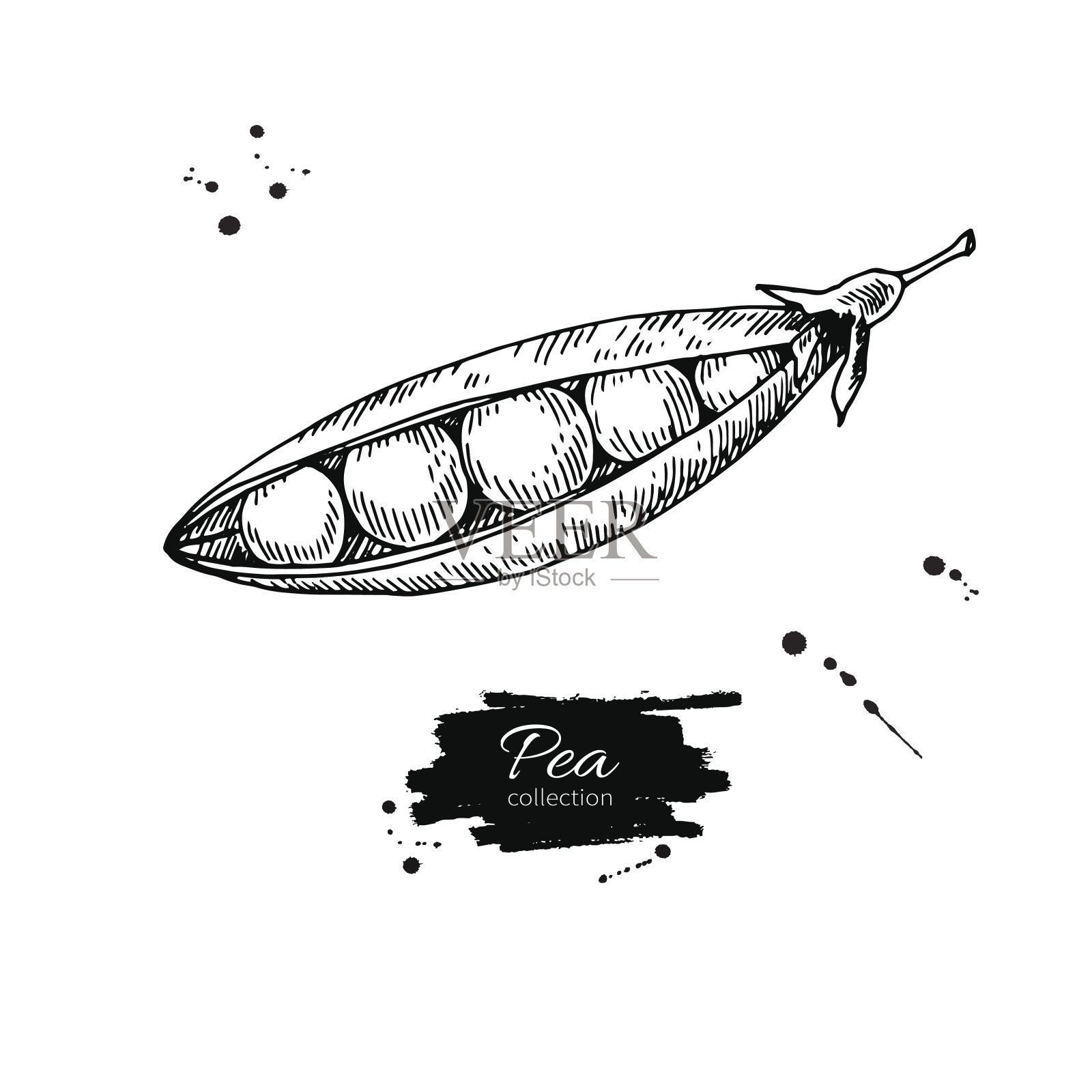 豌豆手绘矢量图。孤立的蔬菜雕刻风格对象。详细的素食插画图片素材