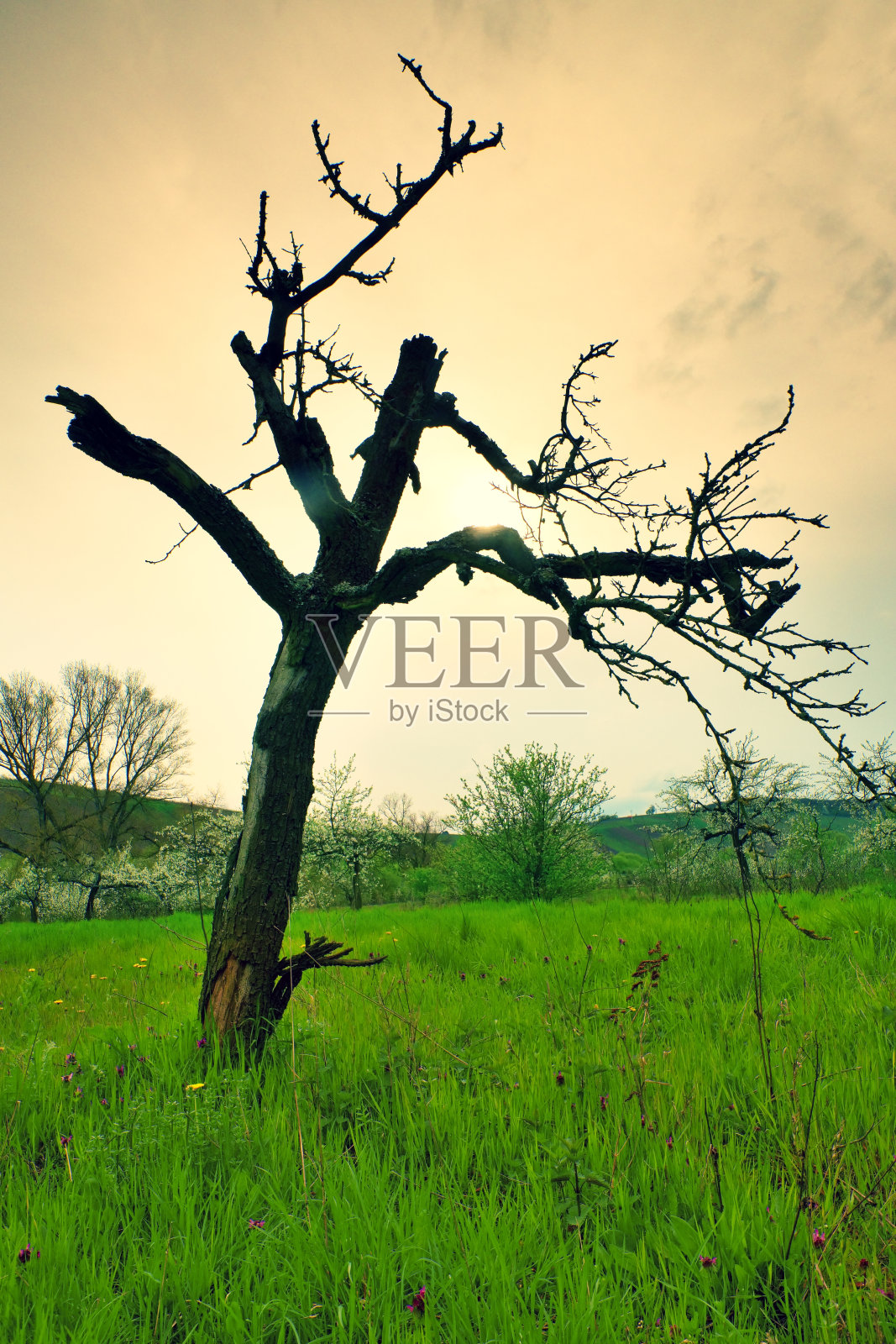 伸出草地的枯树干，橙色的天空照片摄影图片
