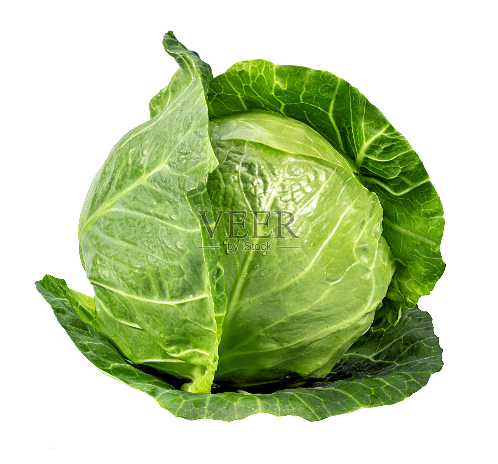 青菜孤立在白色上照片摄影图片