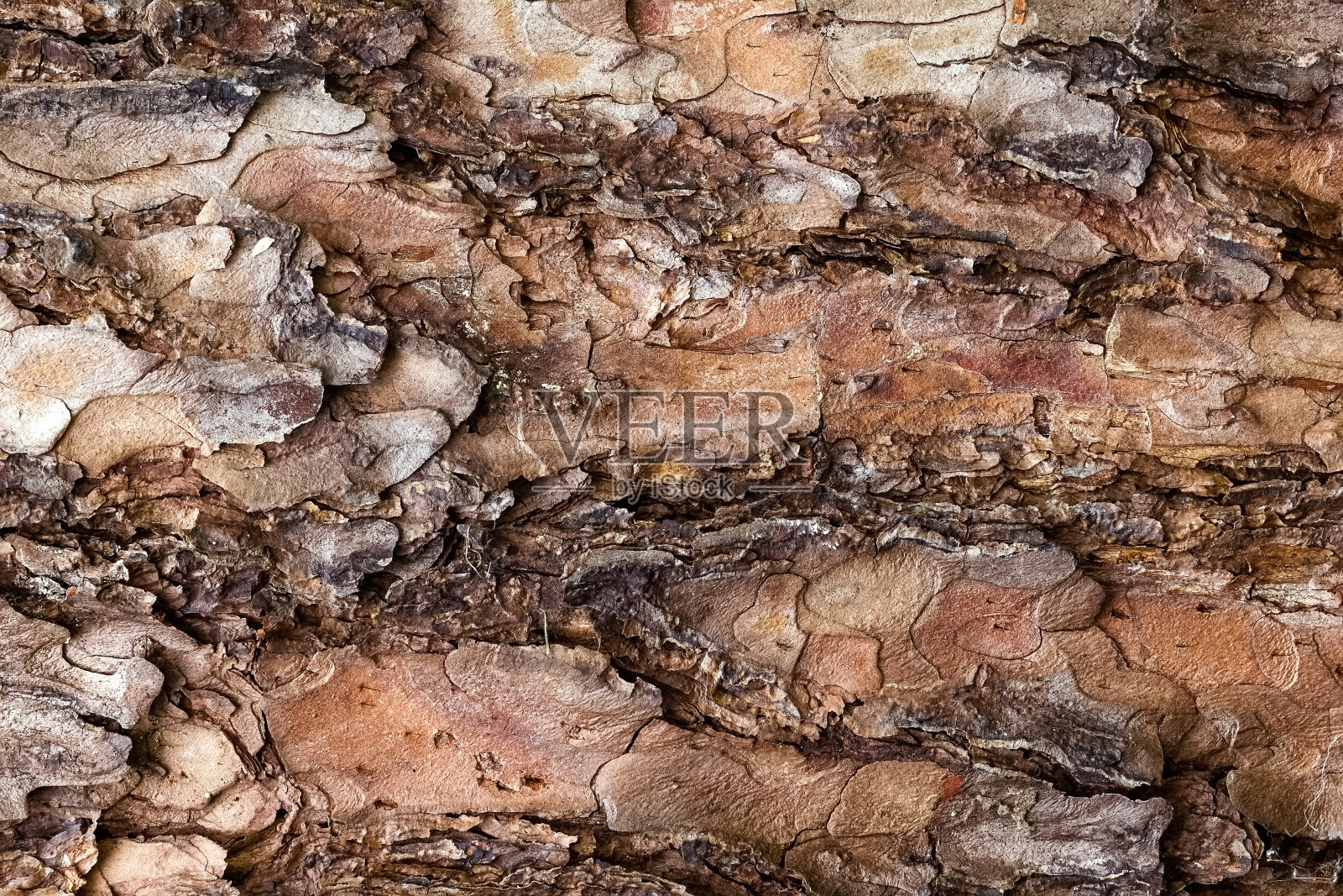 树皮树背景，俯视图照片摄影图片