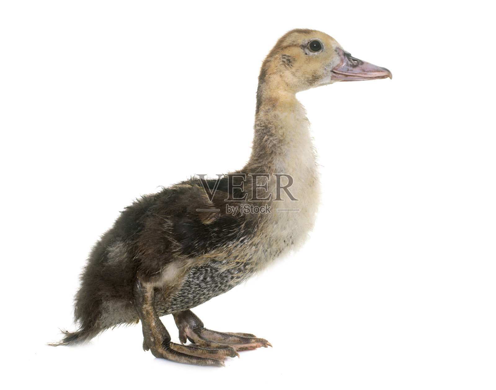 巴巴里小鸭照片摄影图片