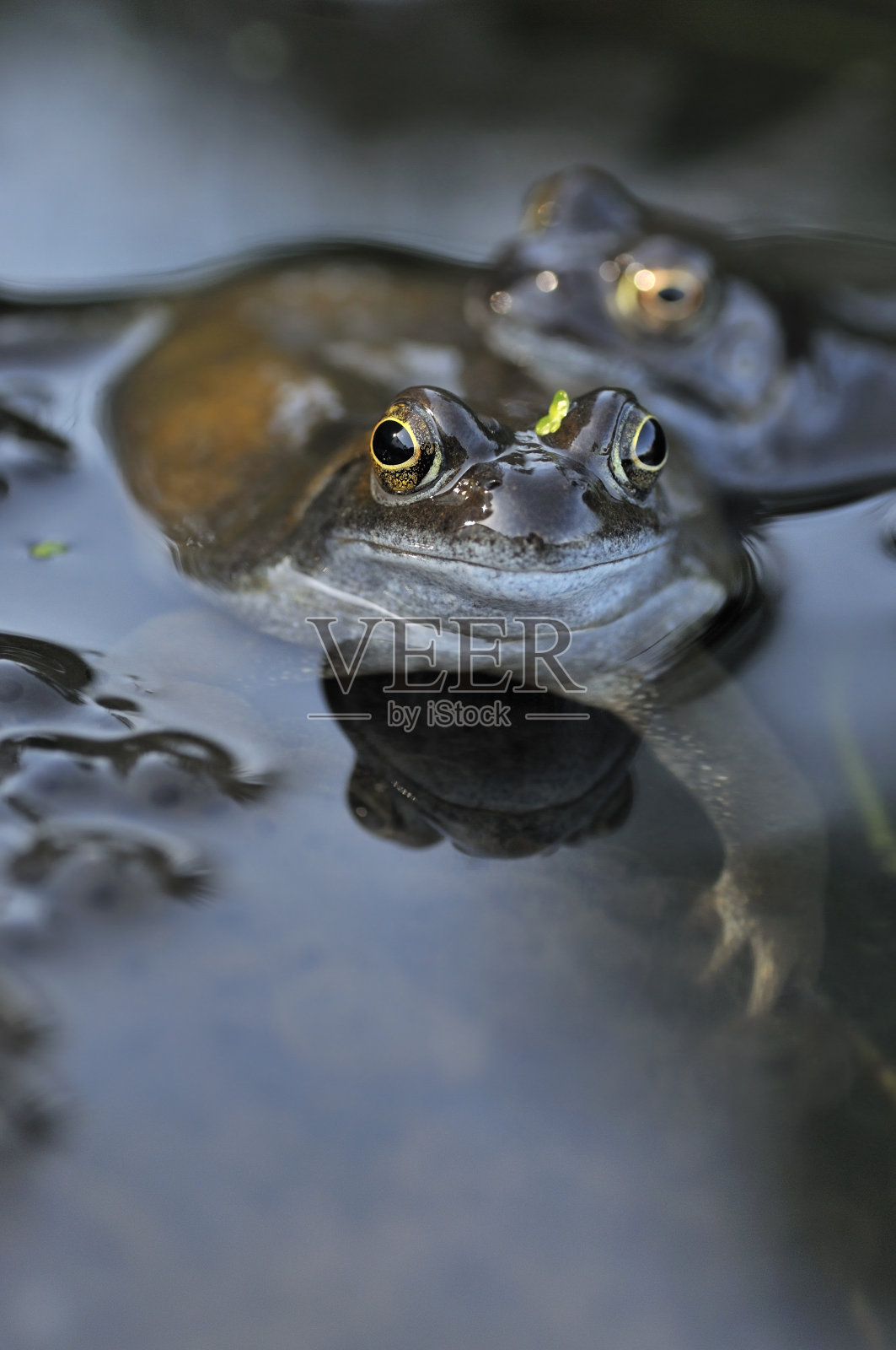 青蛙和产卵肖像照片摄影图片