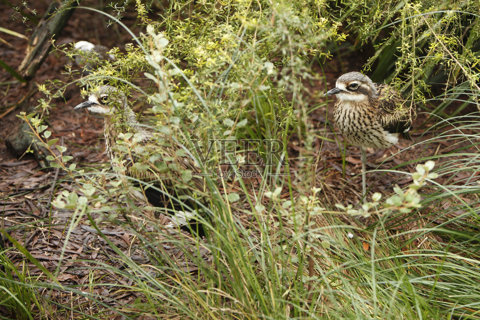 布什石头麻鹬照片摄影图片