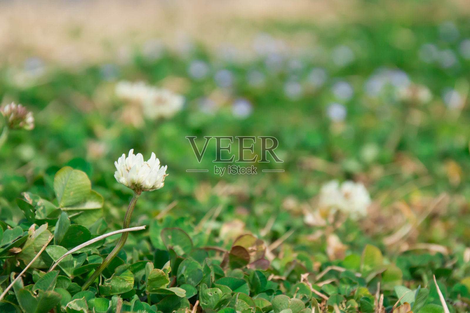 白云草照片摄影图片