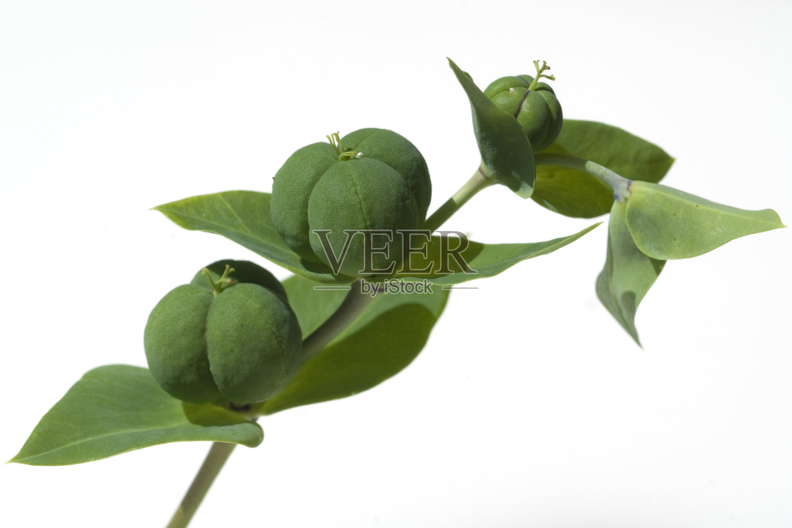 雀跃;大戟;大戟属植物;Lathyrus;照片摄影图片