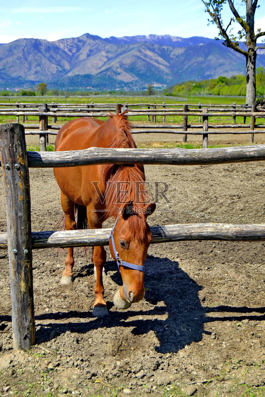 马照片摄影图片