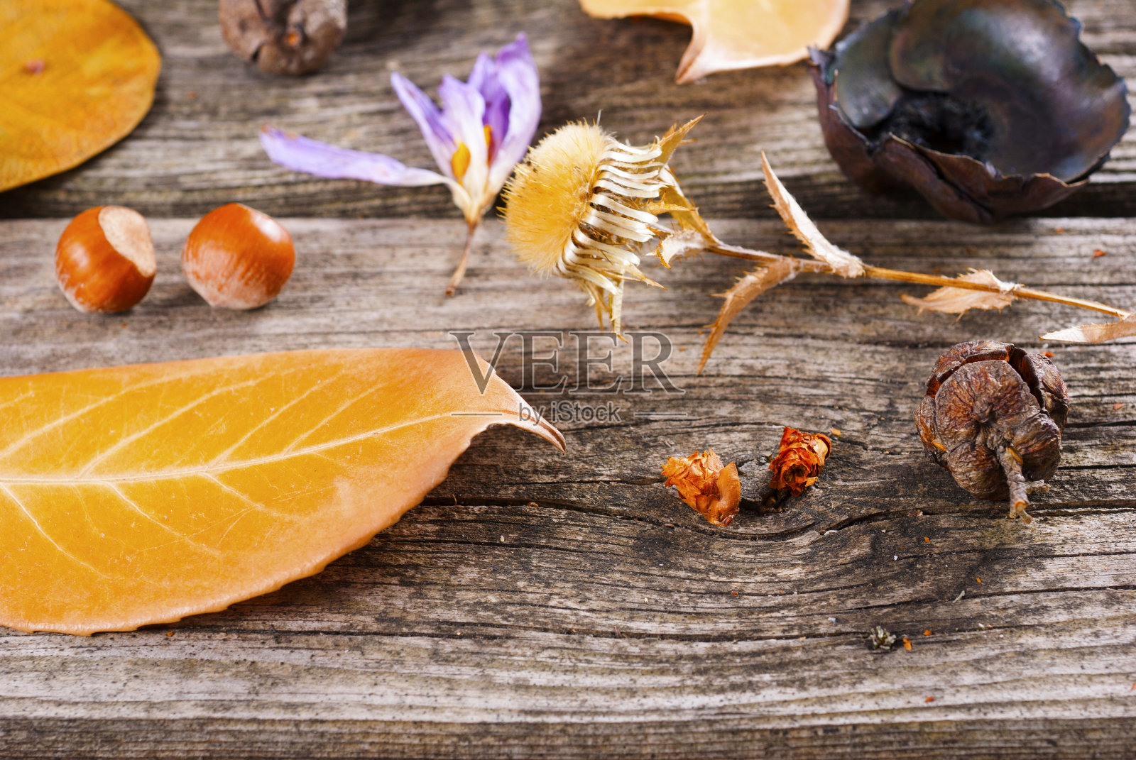 秋季植物背景照片摄影图片