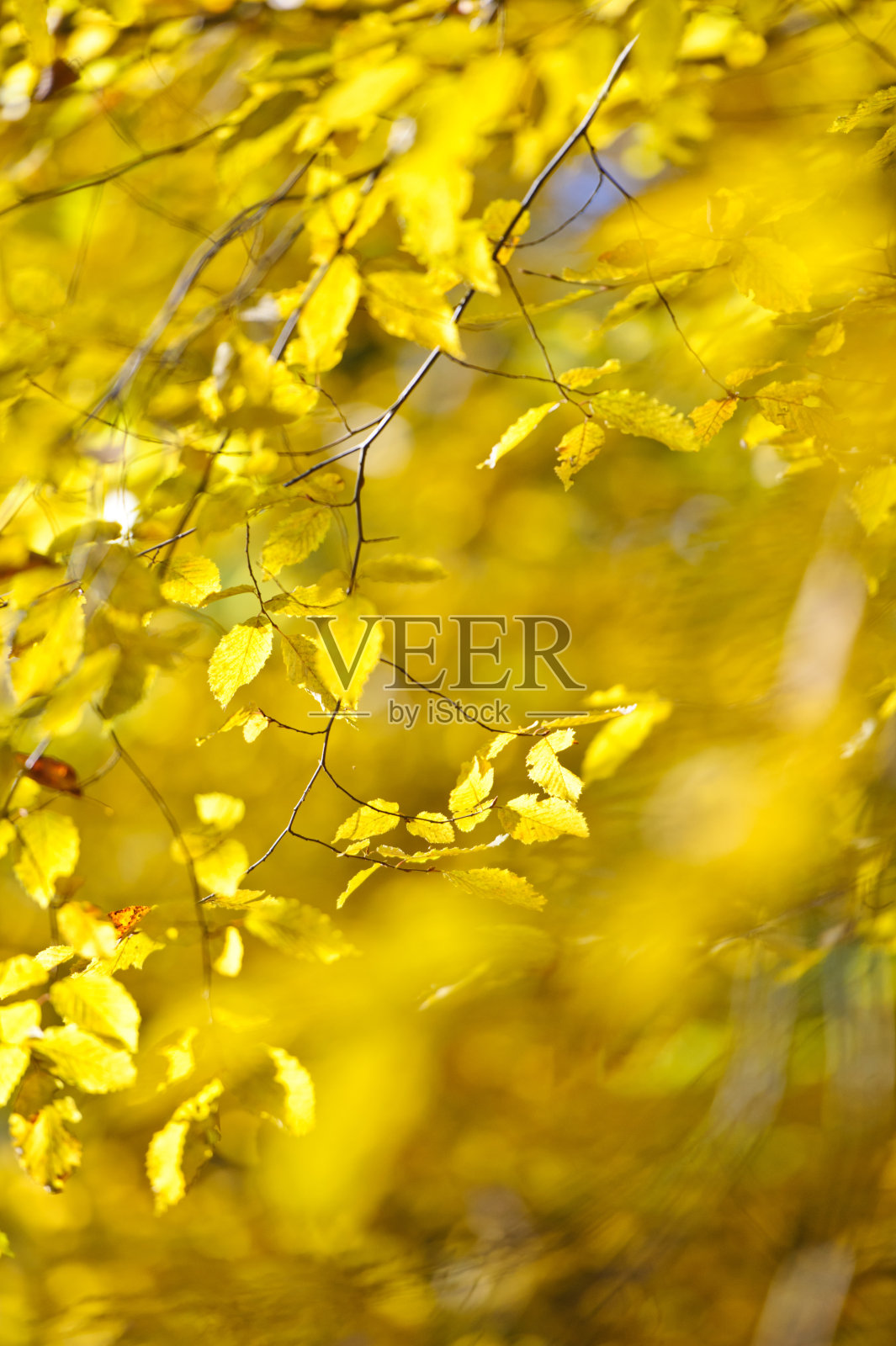 秋天的森林照片摄影图片