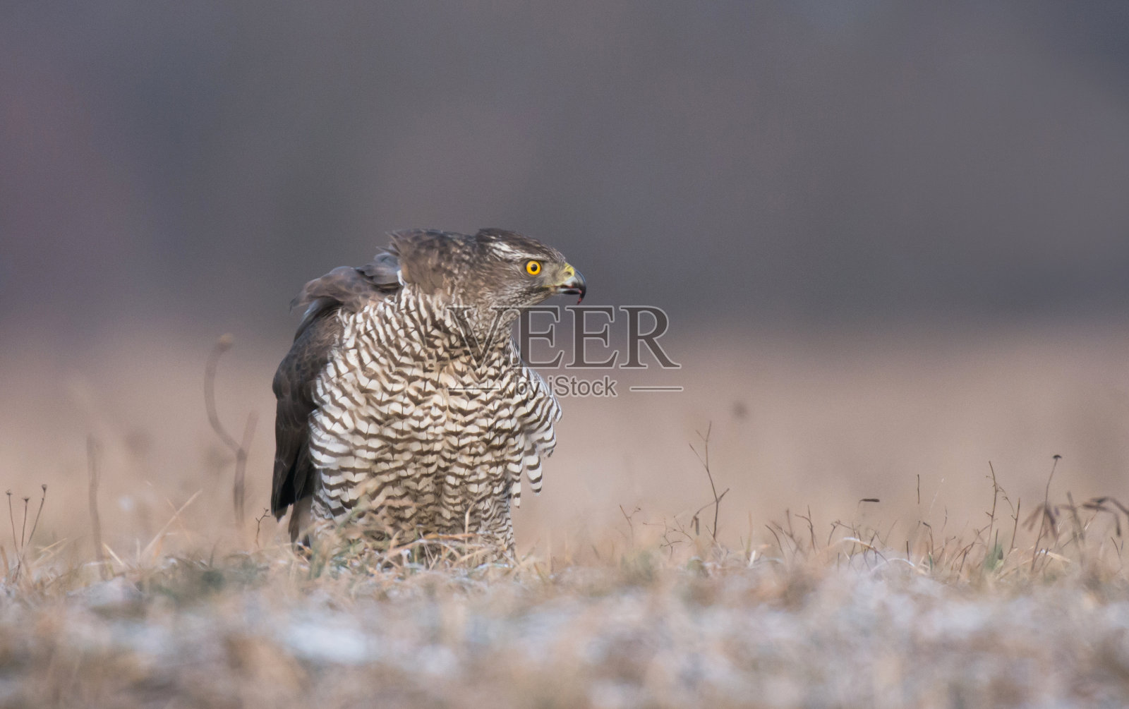 苍鹰照片摄影图片