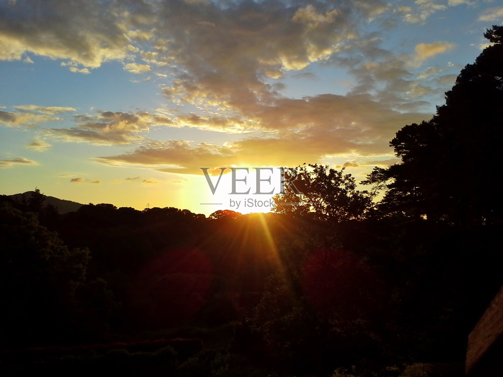 林地上的晨曦照片摄影图片