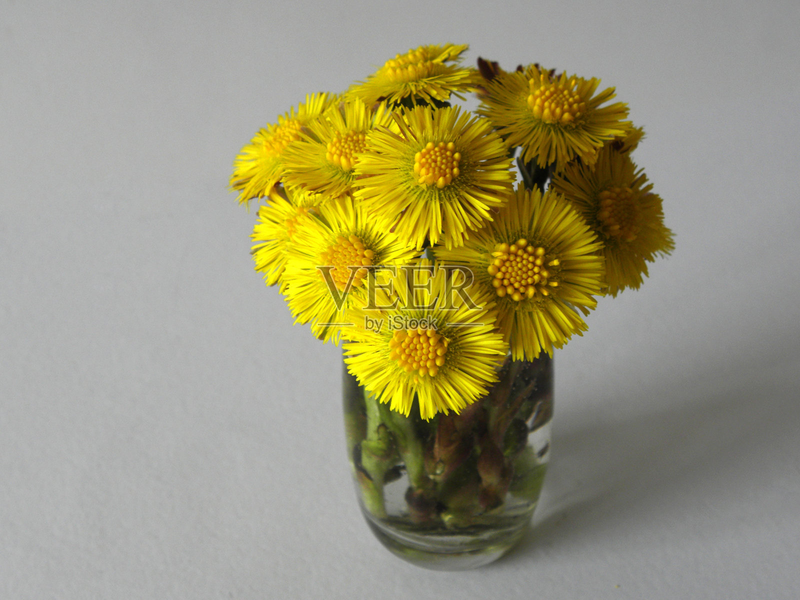 黄柞花/春花照片摄影图片