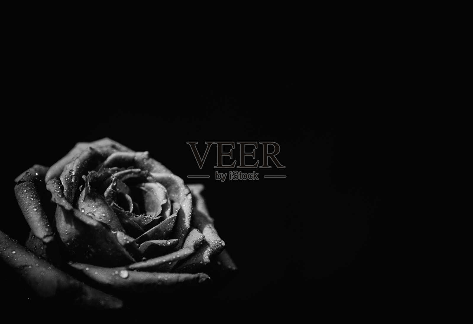 黑色和白色的玫瑰照片摄影图片