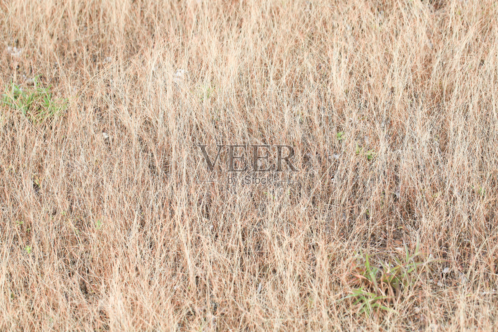 大山上的格雷斯照片摄影图片