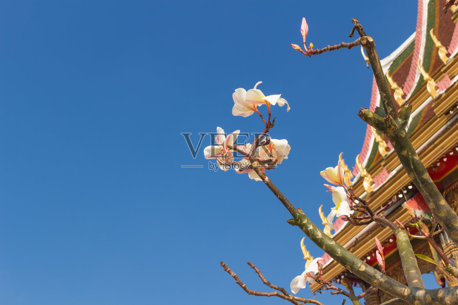 鸡蛋花以寺庙为背景照片摄影图片