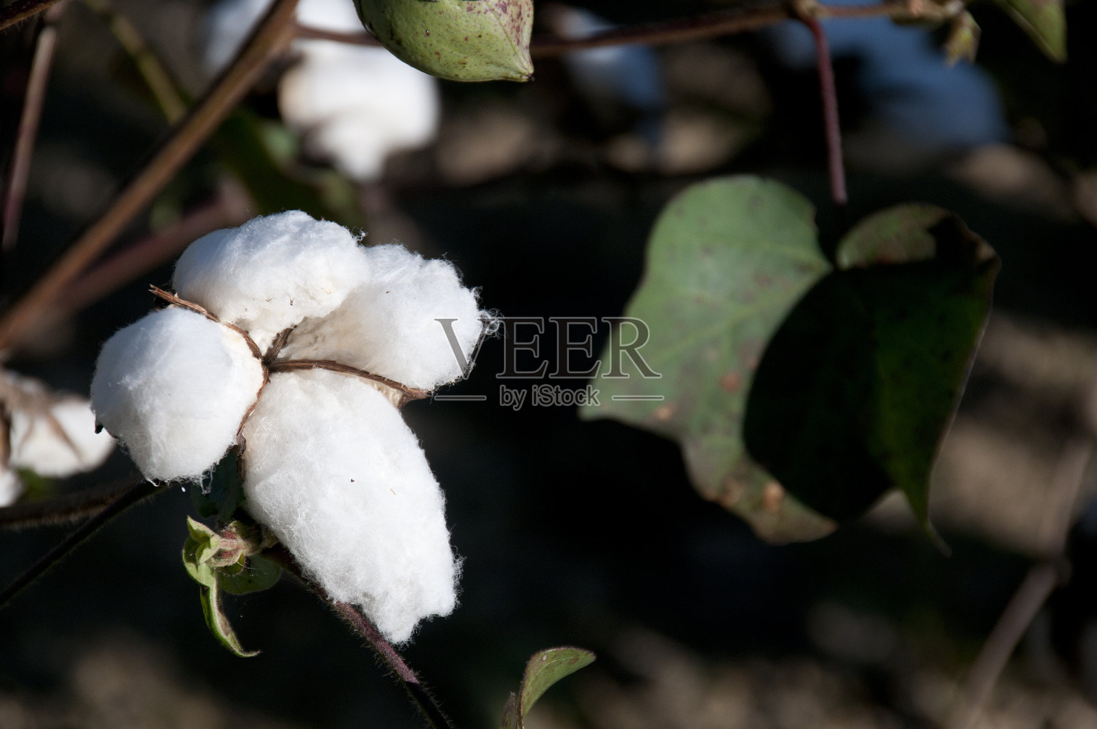 棉花吐絮期照片摄影图片
